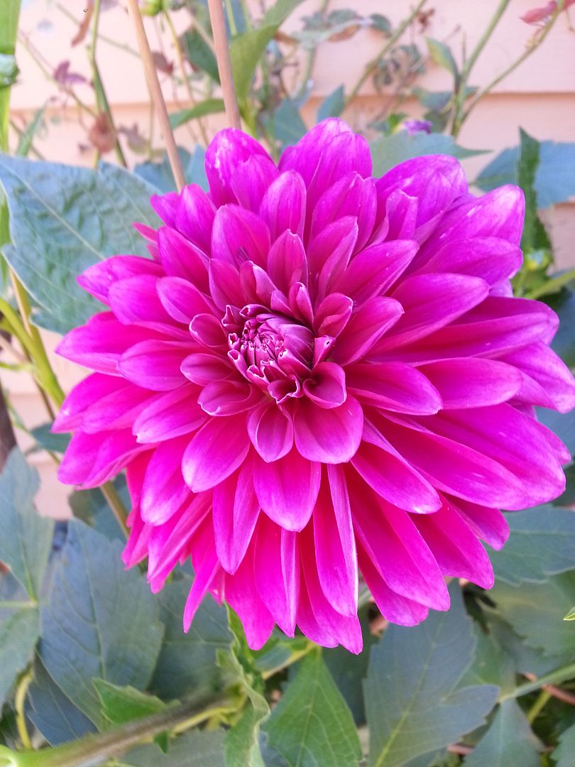  photo 20140907_110622_zps3ttbvena.jpg